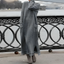 Gris